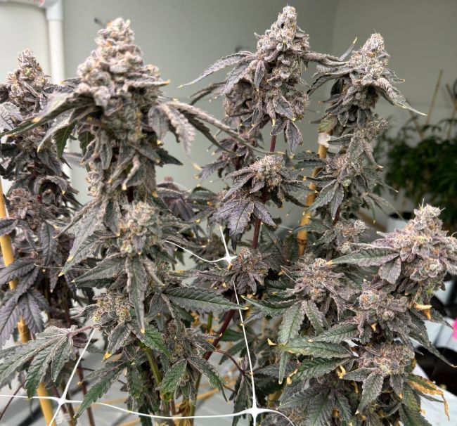 Banana Diesel Feminized Seeds-MOSCA-BADI-FEM