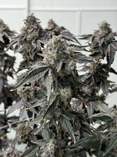 Banana Diesel Feminized Seeds-MOSCA-BADI-FEM