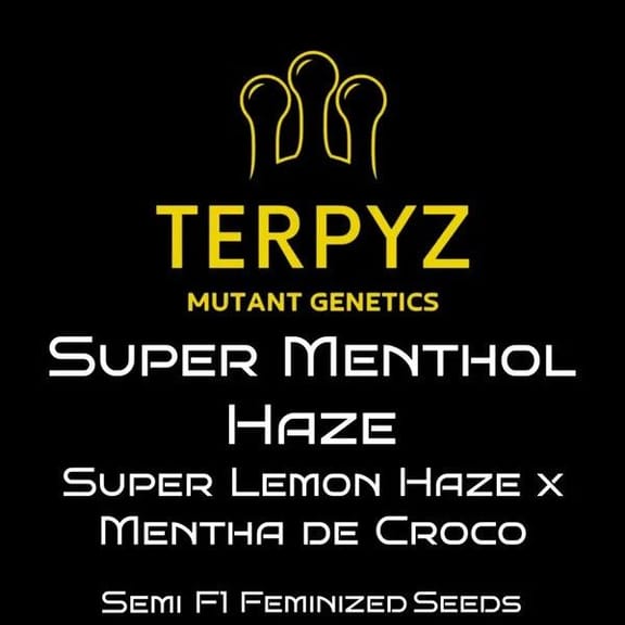 Super Menthol Haze Feminised Seeds-TERP-SUMH-FEM