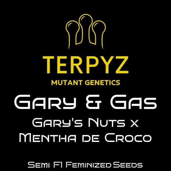 Gary & Gas Feminized Seeds-TERP-GAGA-FEM