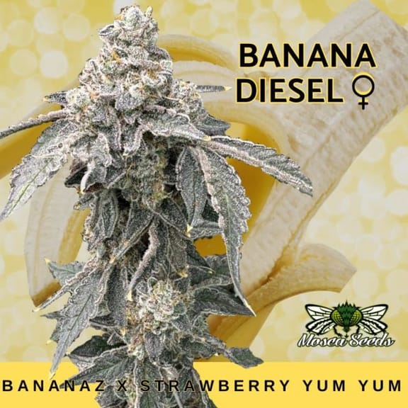 Banana Diesel Feminized Seeds-MOSCA-BADI-FEM