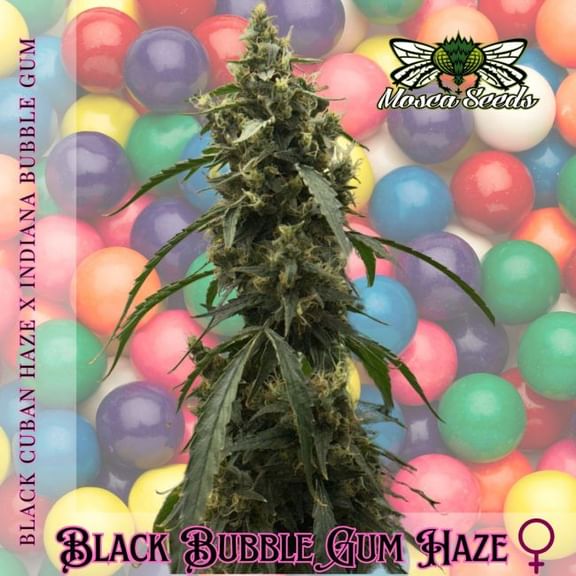 Black BubbleGum Haze Feminized Seeds-MOSCA-BLBH-FEM