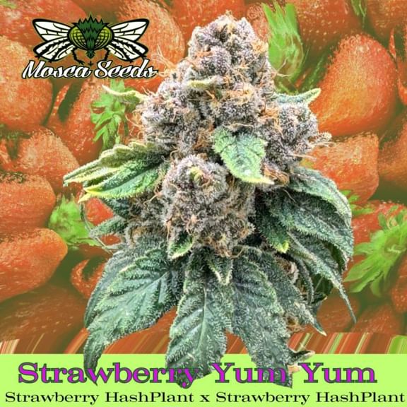 Strawberry Yum Yum Feminized Seeds-MOSCA-STYY-FEM