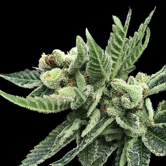 White Widow Feminized Seeds-DNA-WHWI-FEM