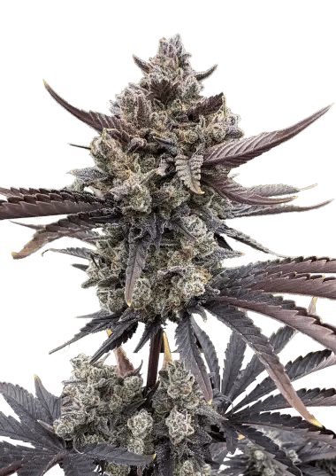 Banana Purple Punch RF3 Auto Feminised Seeds-FB-BPPRF3-AUTO-FEM