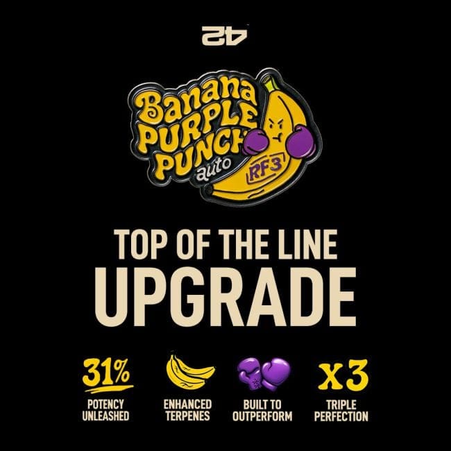 Banana Purple Punch RF3 Auto Feminised Seeds-FB-BPPRF3-AUTO-FEM