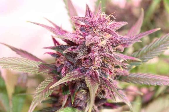Purple Skunk Feminized Seeds-PUCA-PUSK-FEM