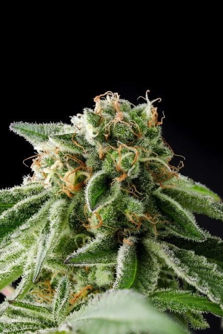 Illegal Alien (Alien Technology BX) Feminized Seeds-PUCA-ILAL-FEM
