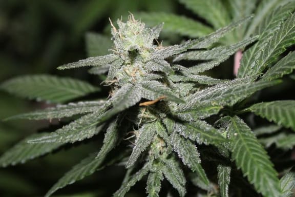 Alien Headband Feminized Seeds-PUCA-ALHE-FEM