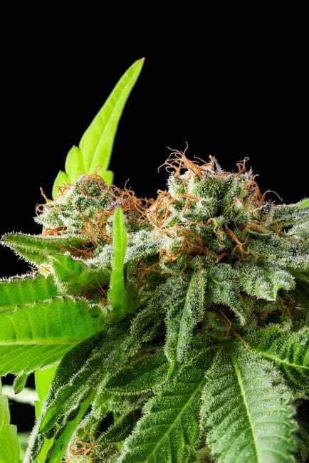 Afghan Haze Feminized Seeds-PUCA-AFHA-FEM