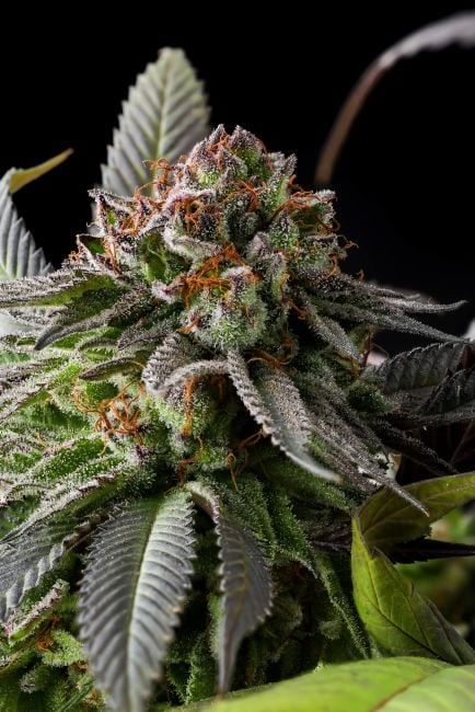 Runtz Cake Auto Feminized Seeds-PUCA-RUCA-AUTO-FEM