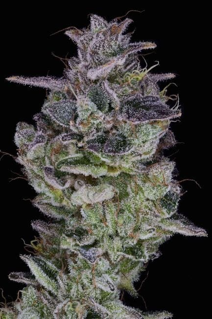 Orange Cake Feminized Seeds-PUCA-ORCA-FEM