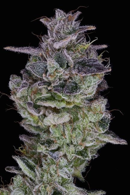 Orange Cake Feminized Seeds-PUCA-ORCA-FEM