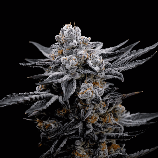 Blood Moon Gelato Ltd Edition Feminised Seeds-SMAN-BLMG-FEM