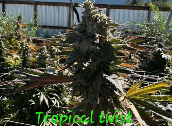 Tropical Twist Feminized Seeds-IHG-TRTW-FEM