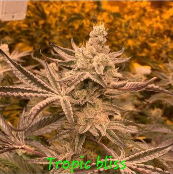 Tropical Bliss Feminized Seeds-IHG-TRBL-FEM