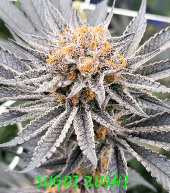 Sugoi Zushi Feminized Seeds-IHG-SUZU-FEM