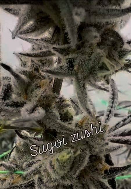 Sugoi Zushi Feminized Seeds-IHG-SUZU-FEM