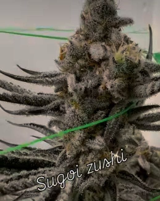 Sugoi Zushi Feminized Seeds-IHG-SUZU-FEM