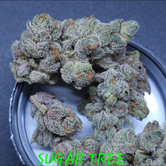Sugar Tree Feminized Seeds-IHG-SUTR-FEM