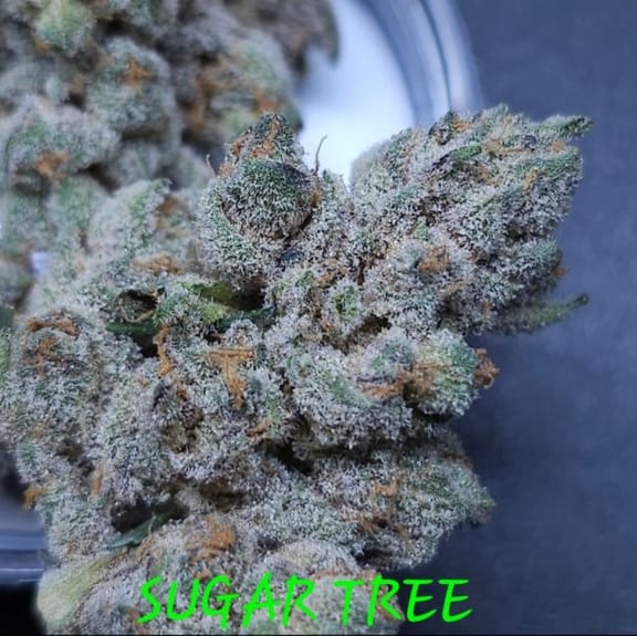 Sugar Tree Feminized Seeds-IHG-SUTR-FEM