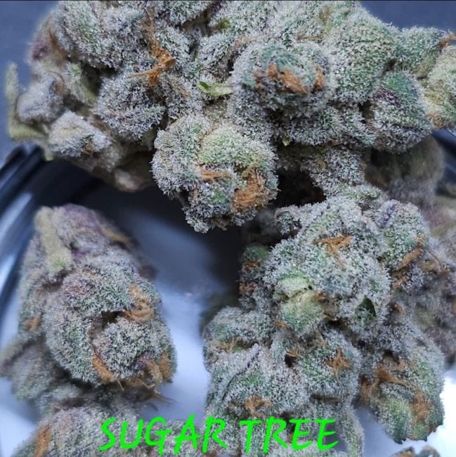 Sugar Tree Feminized Seeds-IHG-SUTR-FEM