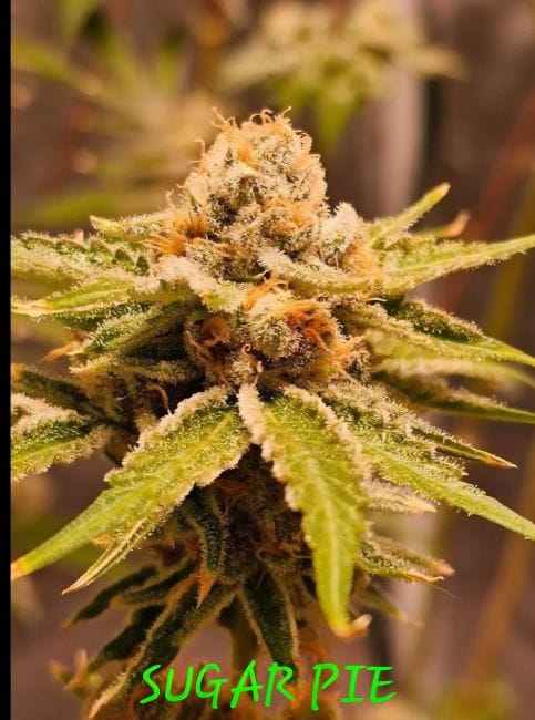 Sugar Pie Feminized Seeds-IHG-SUPI-FEM