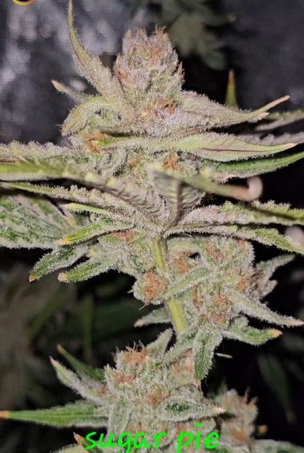 Sugar Pie Feminized Seeds-IHG-SUPI-FEM