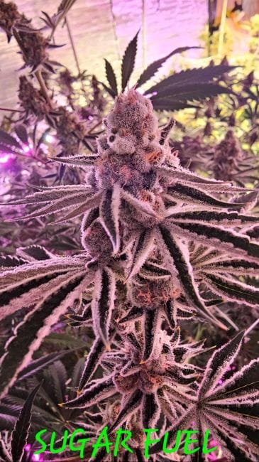 Sugar Fuel Feminized Seeds-IHG-SUFU-FEM