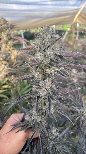 Blood Moon Gelato Ltd Edition Feminised Seeds-SMAN-BLMG-FEM