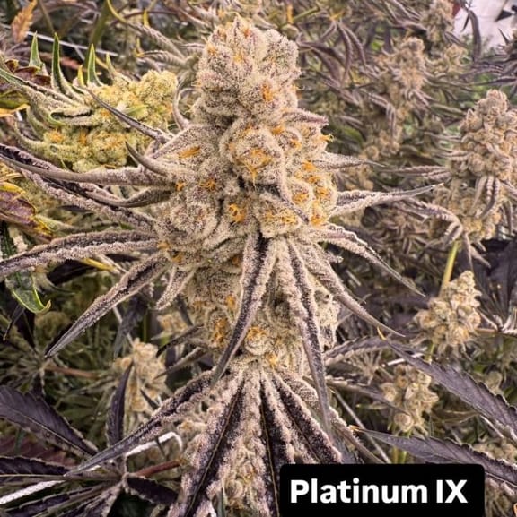 Platinum IX Feminized Seeds-IHG-PLIX-FEM