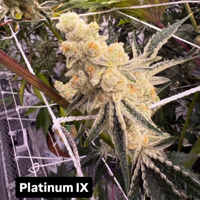 Platinum IX Feminized Seeds-IHG-PLIX-FEM