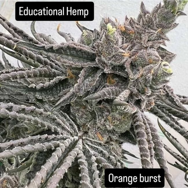 Orange Burst Feminized Seeds-IHG-ORBU-FEM