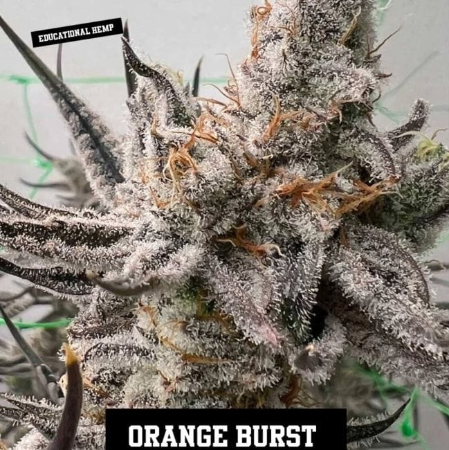 Orange Burst Feminized Seeds-IHG-ORBU-FEM