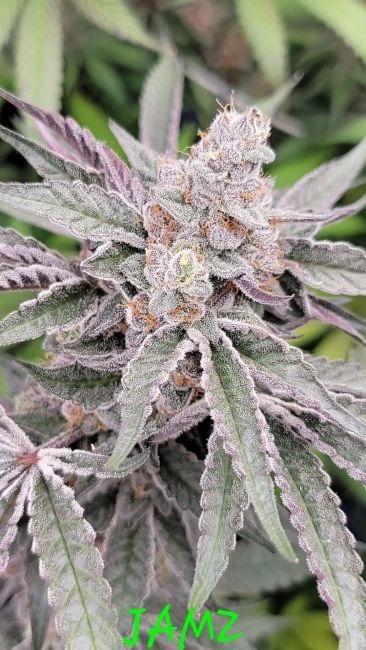 Jamz Feminized Seeds-IHG-JAMZ-FEM