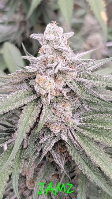 Jamz Feminized Seeds-IHG-JAMZ-FEM