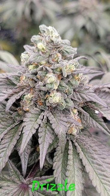 Drizzle Feminized Seeds-IHG-DRIZ-FEM