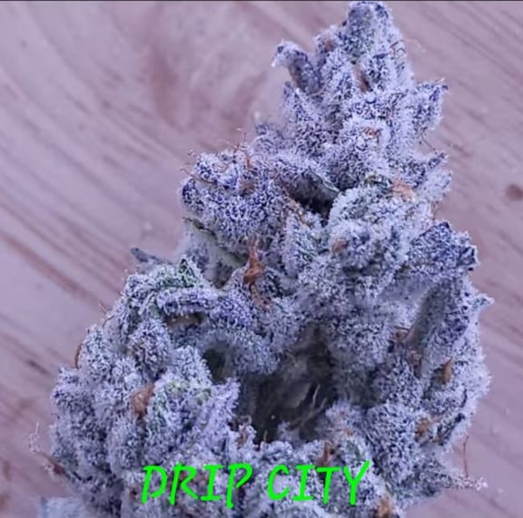 Drip City Feminized Seeds-IHG-DRCI-FEM