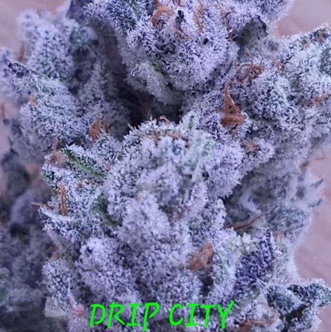 Drip City Feminized Seeds-IHG-DRCI-FEM