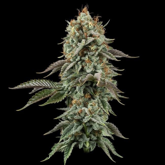 Sour Diesel Feminised Seeds-SMAN-SODI-FEM