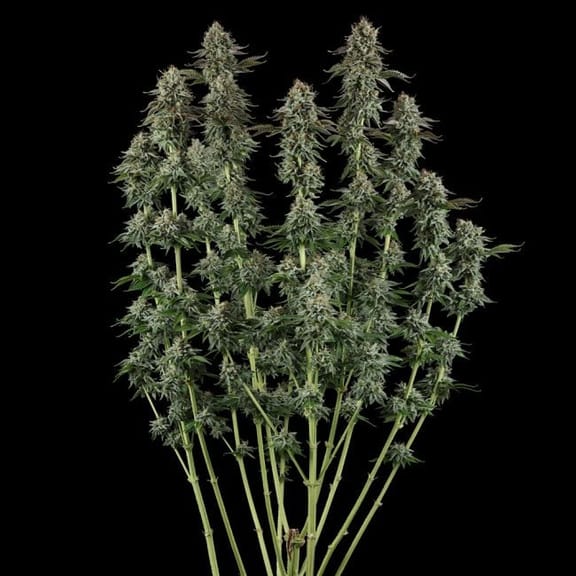 Sour Diesel Feminized Seeds-SMAN-SODI-FEM