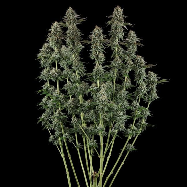 Sour Diesel Feminised Seeds-SMAN-SODI-FEM