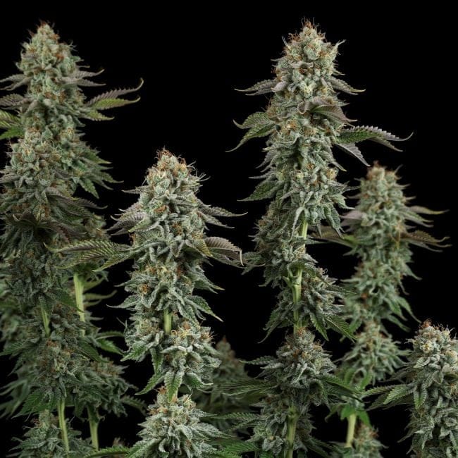 Sour Diesel Feminised Seeds-SMAN-SODI-FEM