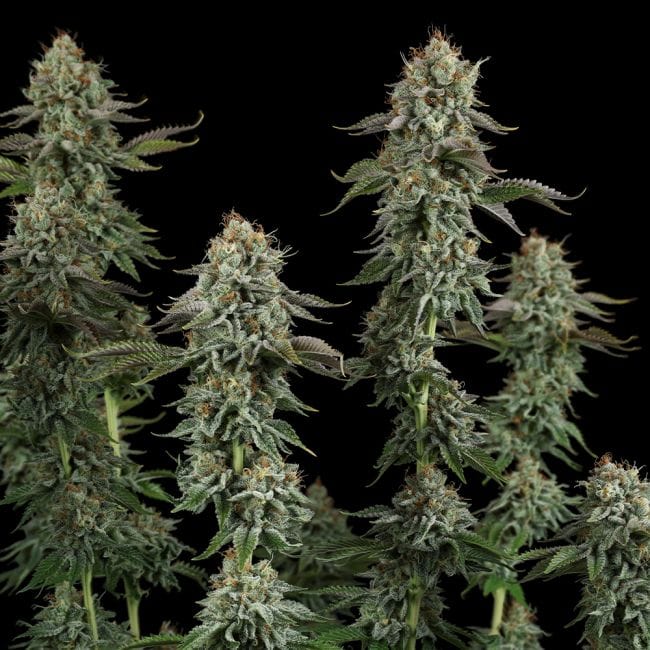 Sour Diesel Feminizada Sementes-SMAN-SODI-FEM