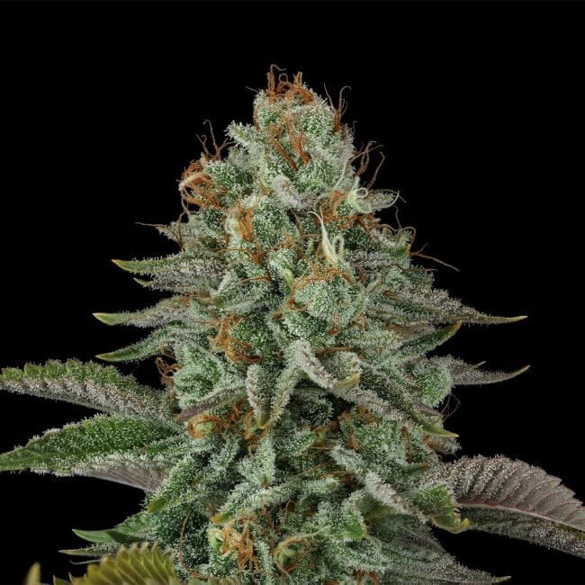 Sour Diesel Feminized Seeds-SMAN-SODI-FEM