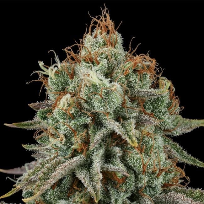 Sour Diesel Feminized Seeds-SMAN-SODI-FEM