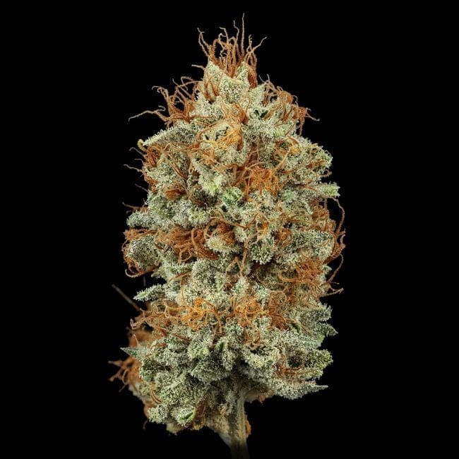 Sour Diesel Feminised Seeds-SMAN-SODI-FEM