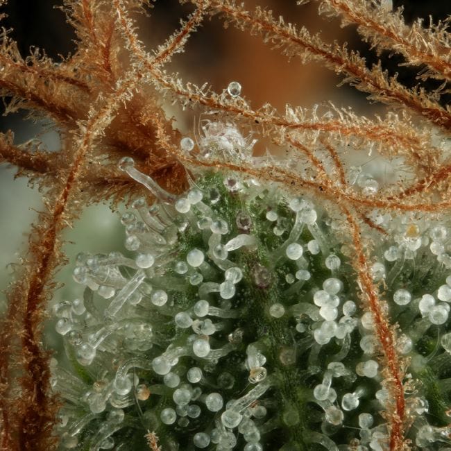 Sour Diesel Feminized Seeds-SMAN-SODI-FEM