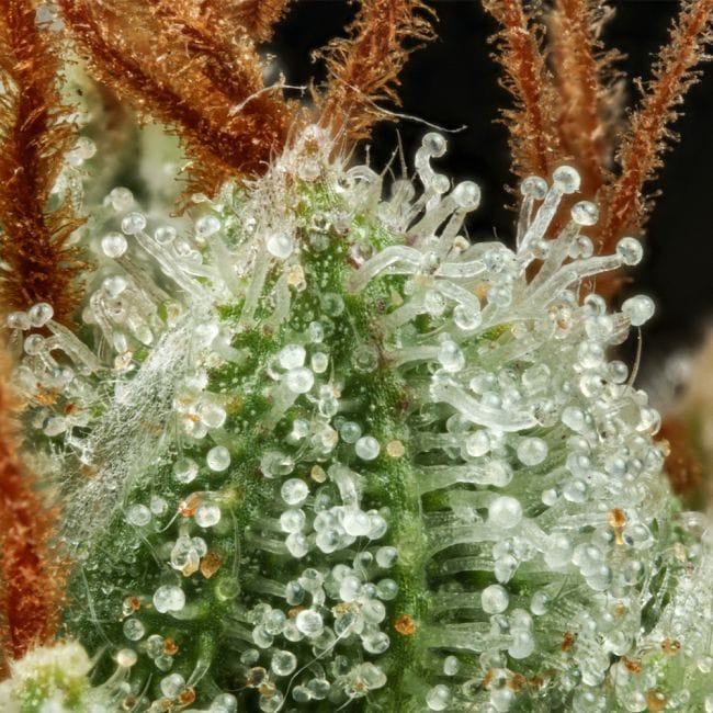 Sour Diesel Feminized Seeds-SMAN-SODI-FEM