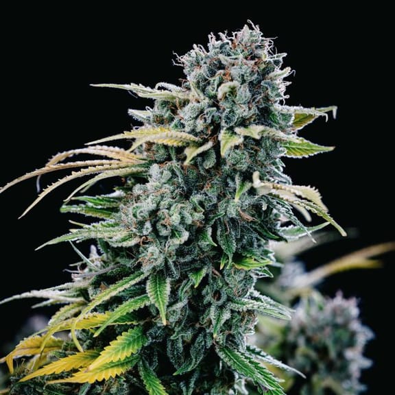 Green Crack Feminised Seeds-SMAN-GRCRK-FEM